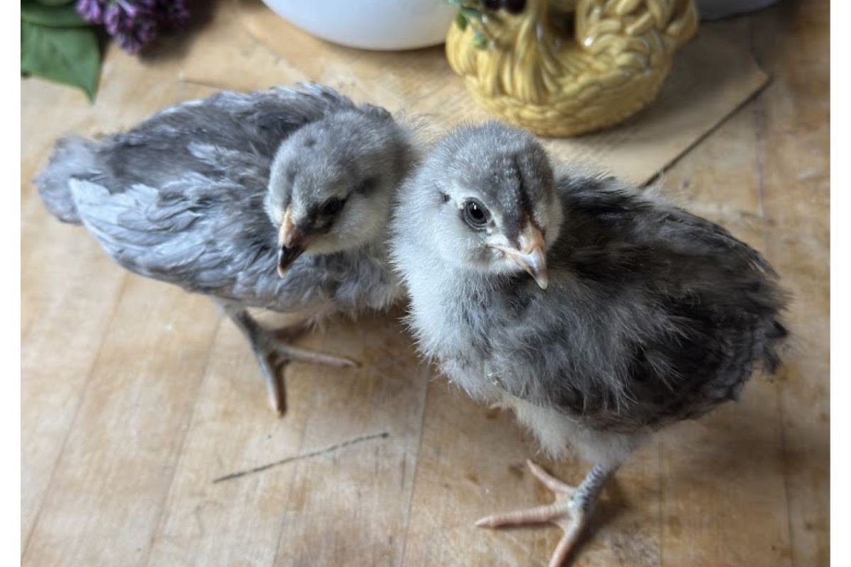 Ameraucana Chickens.