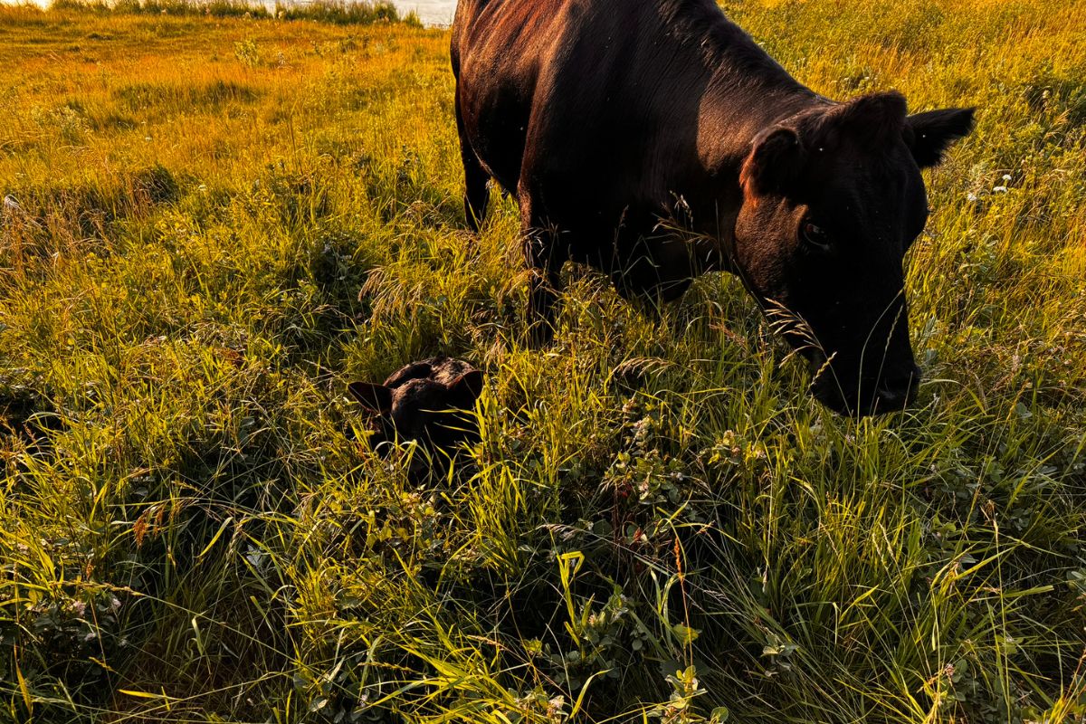 cows grazing in pasture on the homestead.