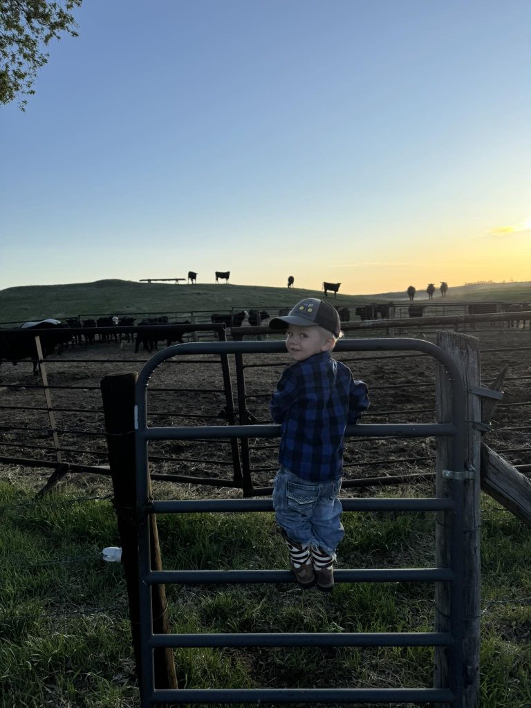 Toddler looking out a gate at cows in a pasture, one of the reasons we homestead.