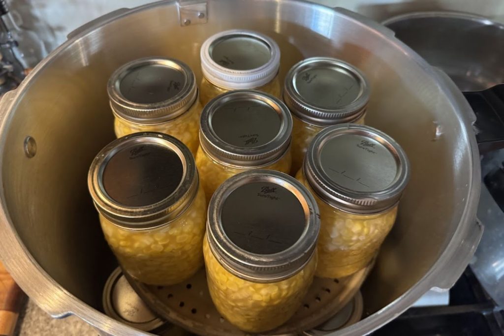 Sweet corn in the pressure canner. Explaining the difference between pressure canning and water bath canning.
