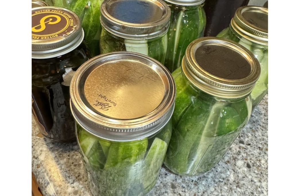 Pickles that are ready to be water bath canned.