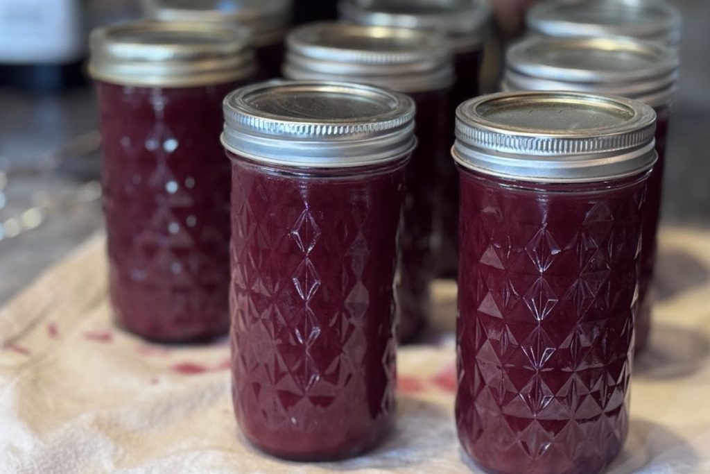 Jars that have been cooled and are ready to have the canning rings removed and seals checked. They appear sealed, since the button in the middle is popped down.