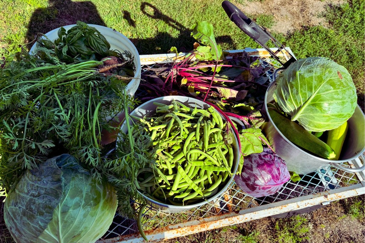 A wagon full of garden produce. One step when starting as a homesteader.