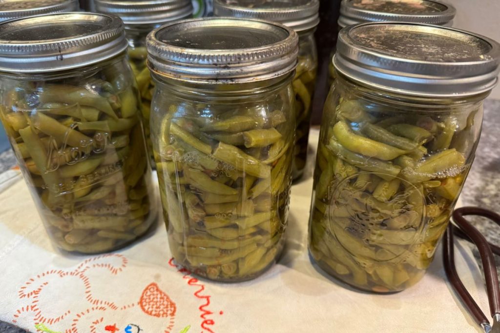 Pressure canned green beans in glass jars.